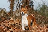 BASENJI 049